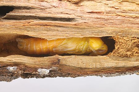 Temognatha flavicollis, PL4693x, pupa, in Allocasuarina muelleriana ssp. muelleriana stem base, SE, 22.4 × 8.7 mm